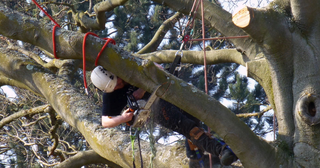 Pruning Trees