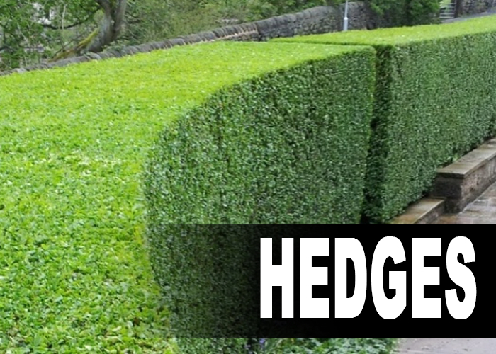 Hedge Trimming and Removals