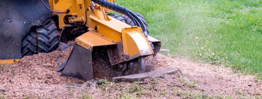 Stump Grinding 1