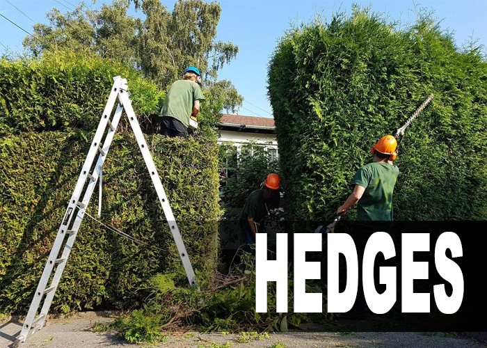 Tree Care Hedges