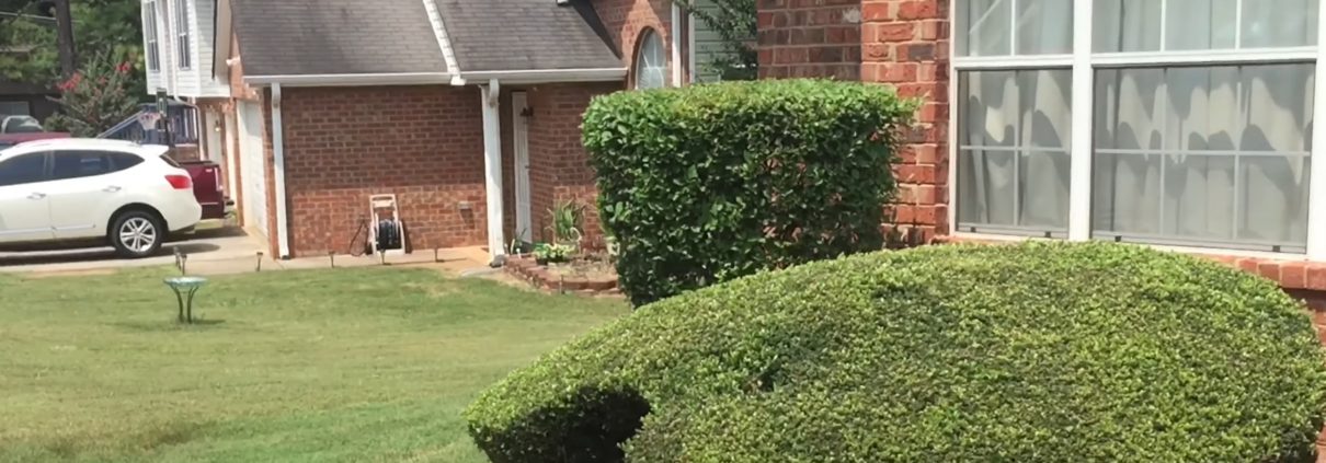 Hedge Trimming